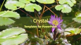  Presentation with lotus water - Presentation theme consisting of lotus flower close-up background and a tawny brown colored foreground