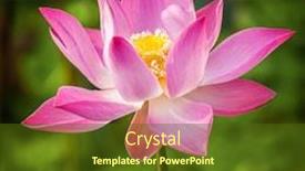  Presentation with lotus flower - Beautiful presentation theme featuring lotus flower close up backdrop and a tawny brown colored foreground