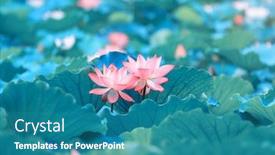  Presentation with lotus flower - Colorful theme enhanced with lotus flower in pond backdrop and a teal colored foreground