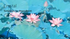  Presentation with lotus flower - Amazing presentation design having lotus flower in pond backdrop and a light blue colored foreground