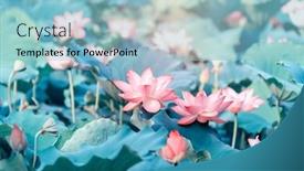  Presentation with lotus flower - Audience pleasing PPT theme consisting of  backdrop and a  colored foreground