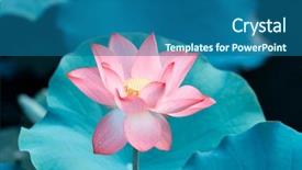  Presentation with blooming lotus flower of pink - Amazing PPT layouts having virtud - lotus flower in pond backdrop and a teal colored foreground