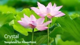  Presentation with lotus flower - Audience pleasing presentation theme consisting of virtud - lotus flower in pond backdrop and a forest green colored foreground