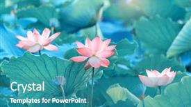  Presentation with lotus flower - Slides with lotus flower in pond background and a teal colored foreground