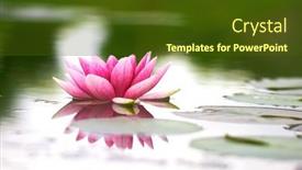  Presentation with lotus flower - 
