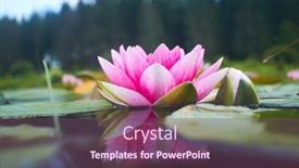  Presentation with lotus flower - 