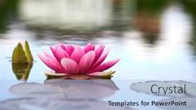  Presentation with lotus flower - 