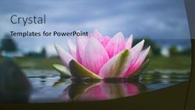  Presentation with lotus flower - 