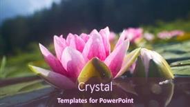  Presentation with lotus flower - 