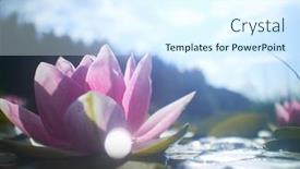  Presentation with lotus flower - 
