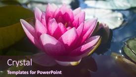  Presentation with lotus flower - 