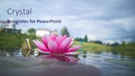 Presentation with lotus flower - 