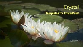  Presentation with lotus flower - 