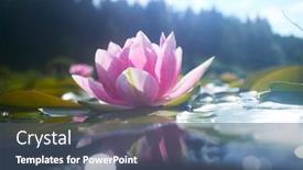  Presentation with lotus flower - 