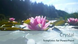  Presentation with lotus flower - 