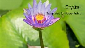  Presentation with lily lotus flower water - Presentation design having lotus flower is complement background and a yellow colored foreground
