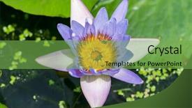  Presentation with lily lotus flower water - Presentation featuring lotus flower is complement background and a seafoam green colored foreground