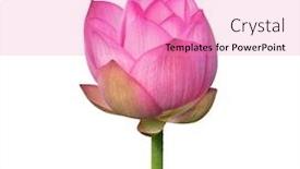  Presentation with white lotus flower - Cool new slide set with lotus flower isolated on white backdrop and a coral colored foreground