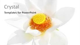  Presentation with white lotus flower - Presentation theme having lotus flower isolated on white background background and a white colored foreground