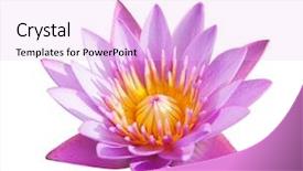  Presentation with white lotus flower - Slides with lotus flower isolated on white background and a lavender colored foreground