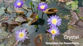  Presentation with lotus flower - Amazing presentation theme having lotus flower lotus or nelumbo backdrop and a violet colored foreground