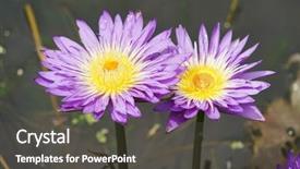  Presentation with lotus flower - Audience pleasing presentation consisting of lotus flower lotus or nelumbo backdrop and a dark gray colored foreground