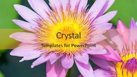  Presentation with naturally - Beautiful presentation featuring lotus flower lotus or nelumbo backdrop and a yellow colored foreground