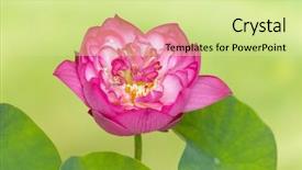  Presentation with lotus flower - Presentation consisting of lotus flower named lotus nelumbo background and a soft green colored foreground