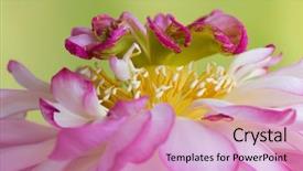  Presentation with lotus flower - Slides having lotus flower named lotus nelumbo background and a coral colored foreground