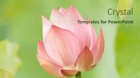  Presentation with lotus flower - Presentation featuring lotus-flower-on-green-background background and a mint green colored foreground