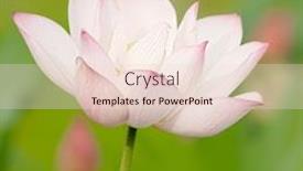  Presentation with lotus flower - Amazing presentation having lotus-flower-on-green-background backdrop and a lemonade colored foreground