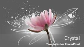  Presentation with aquatic - Theme featuring lotus-flower-on-grey-background background and a gray colored foreground