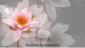  Presentation with floral lotus - PPT theme with lotus-flower-on-grey-background background and a light gray colored foreground