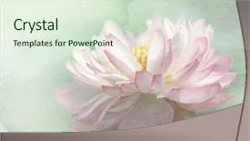  Presentation with grunge flower - Colorful presentation theme enhanced with lotus flower on grunge background backdrop and a soft green colored foreground