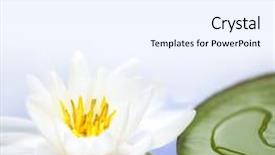  Presentation with lotus flower white water lily - Colorful presentation theme enhanced with lotus flower or water lily backdrop and a sky blue colored foreground