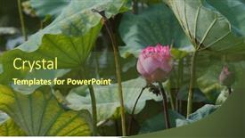  Presentation with lotus water - Presentation design consisting of lotus-flower-plant-in-water background and a tawny brown colored foreground