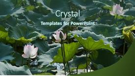  Presentation with lotus water - Colorful presentation design enhanced with lotus-flower-plant-in-water backdrop and a ocean colored foreground