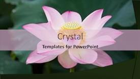  Presentation with lotus flower - 