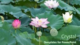  Presentation with lotus flower - 