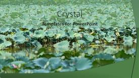  Presentation with lotus - 