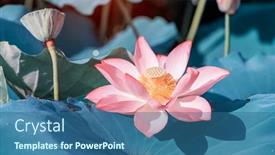  Presentation with lotus flower - Slide set featuring lotus-flower-plants-in-garden background and a ocean colored foreground