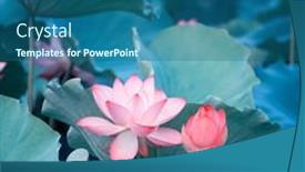 Presentation with lotus flower - Slide deck enhanced with lotus-flower-plants-in-garden background and a ocean colored foreground