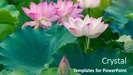  Presentation with lotus flower - 