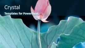  Presentation with lotus - 