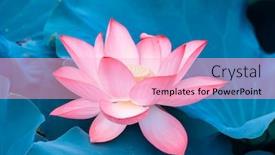  Presentation with lotus - PPT theme with lotus-flower-plants-in-garden background and a lemonade colored foreground