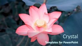  Presentation with lotus - 