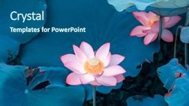  Presentation with lotus flower - Amazing PPT layouts having lotus flower plants in garden backdrop and a ocean colored foreground