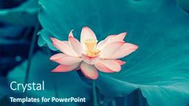  Presentation with lotus flower - Theme with lotus-flower-plants-in-garden background and a ocean colored foreground