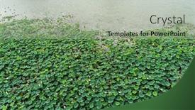  Presentation with lotus flower - Presentation theme featuring lotus-flower-plants-in-garden background and a mint green colored foreground