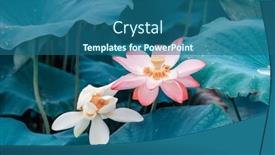  Presentation with lotus flower - Presentation design consisting of lotus-flower-plants-in-garden background and a ocean colored foreground